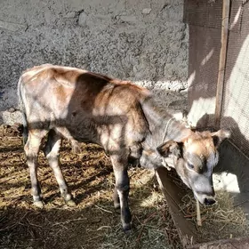 ökuz