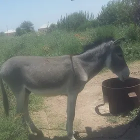 eşek