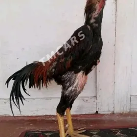 ozbek vc azil