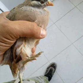 cil kakilik