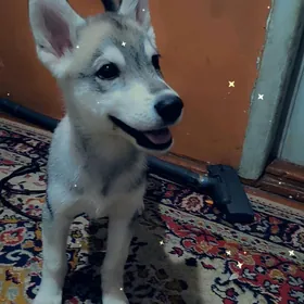 Haski
