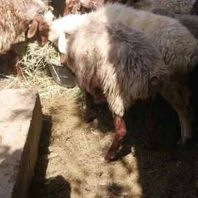 goýun
