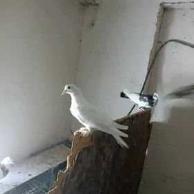 kepderi