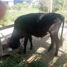 öküz ve okuzce