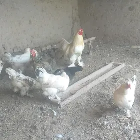 brama horaz tawuk