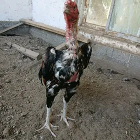 ташкент