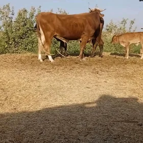 öküz