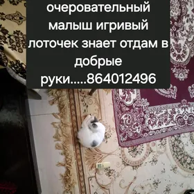 КОТЕНОК