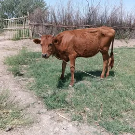 Gacar