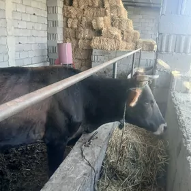 YAŞ SYGYR
