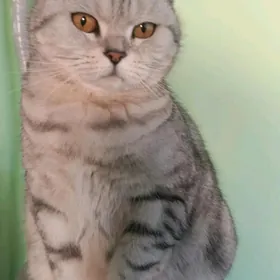 в добрые руки кошка шотл. 3 го
