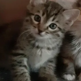 отдам котят