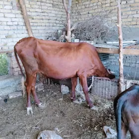 saglyk