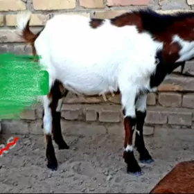 Pakistan geci