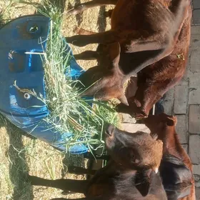 öküzçe tüwwe öküz göle