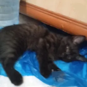 Отдаем кота 2мес