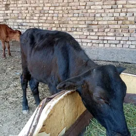GÖLELER  GULAJYN ÖKIZÇE