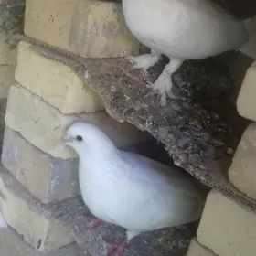 Кепдерлер