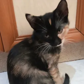 Отдаю котенка