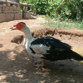 ördek