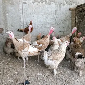 Induk we brama towuk