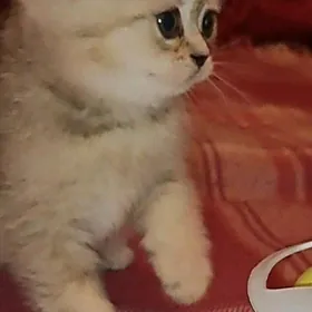 котята