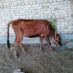 unajyn