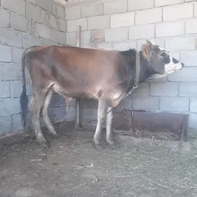 ÖKÜZ