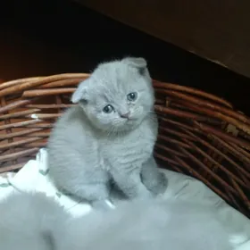 Шотландские котята