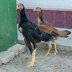 Paroda Juje.