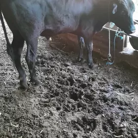 Angus