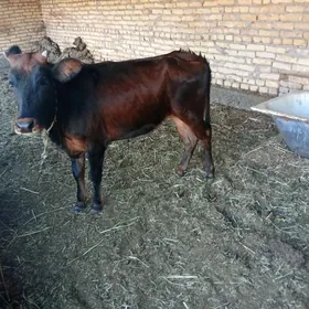 Unajyn