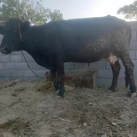 sygyr