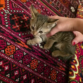 котёнок