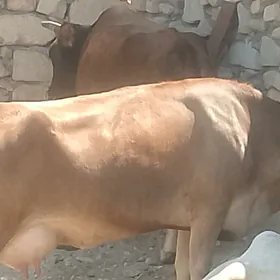 sygyr