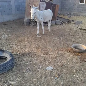 eşek