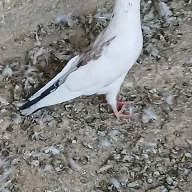 kepderi