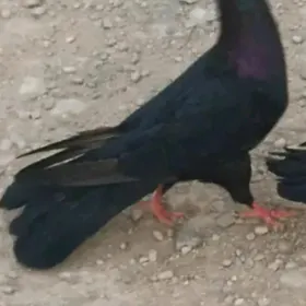 kepderi