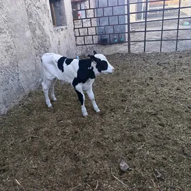 öküzçe golşteýn