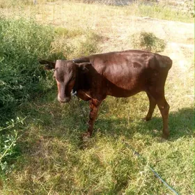 Ökuzce