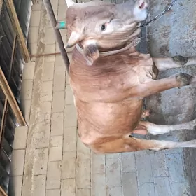 Öküz