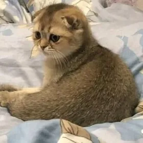 шотландские котята