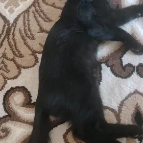 Чёрный котёнок