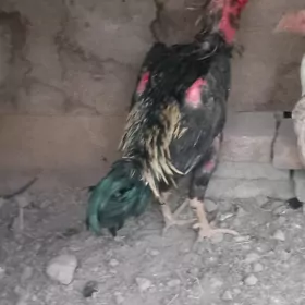 Baysow horaz