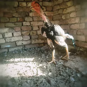 Horaz
