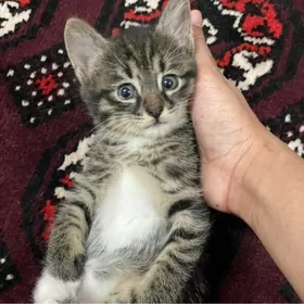 кошка котенок pisik