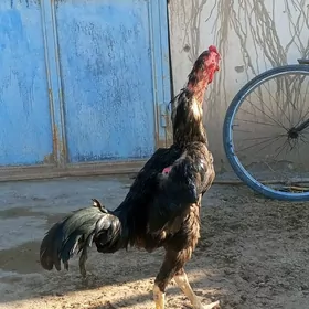 horaz