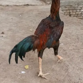 horaz
