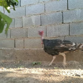 induk erkegi