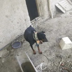 Doberman